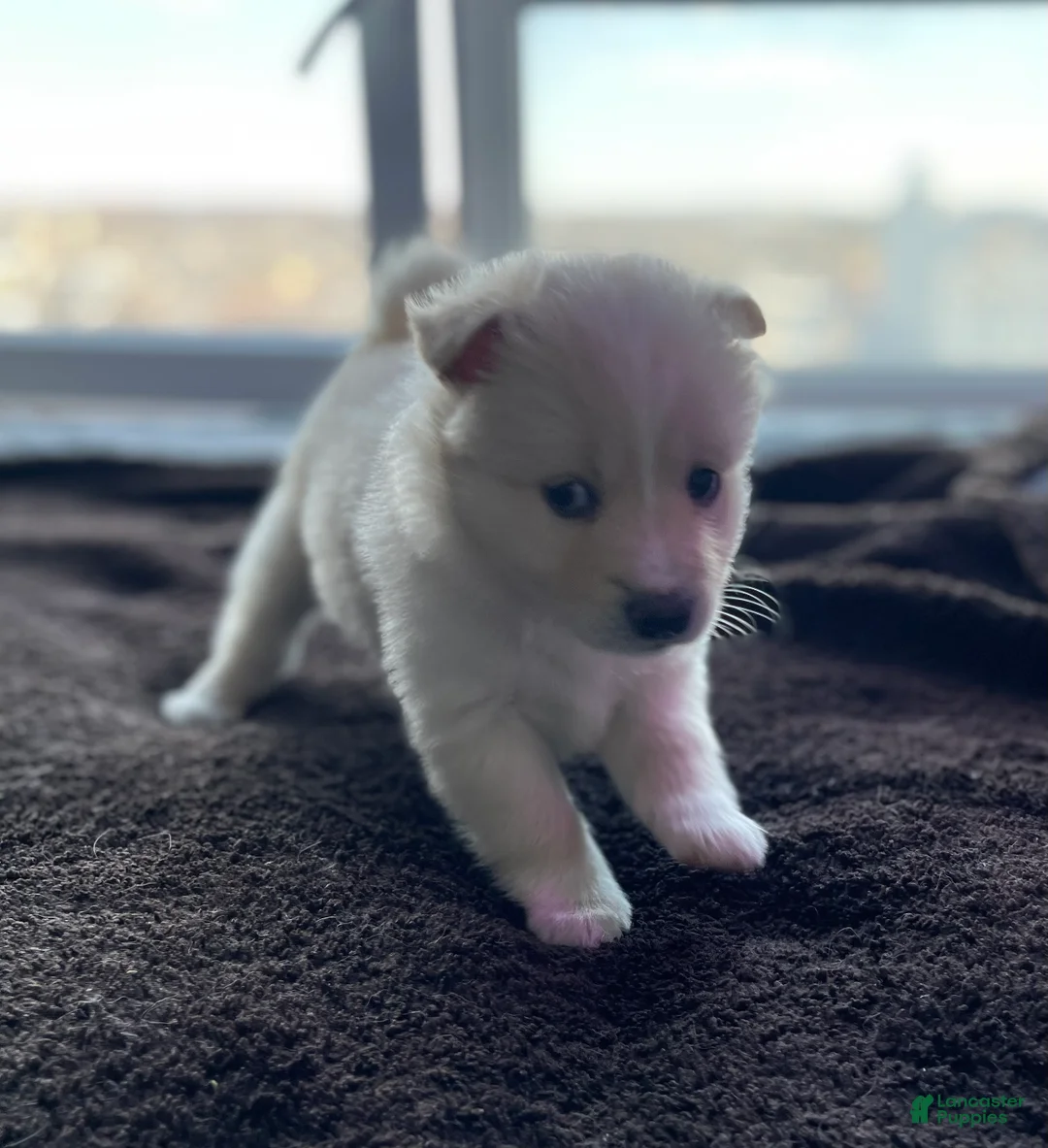 Alaskan Klee Kai dogs for sale: Lady Alona (Lady) - Ad 2
