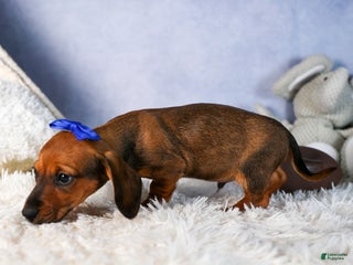 Miniature Dachshund dogs Cody - Ad 14