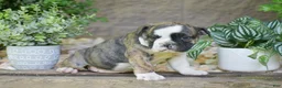 Olde English Bulldogge dogs for sale: Aurora - Ad 14