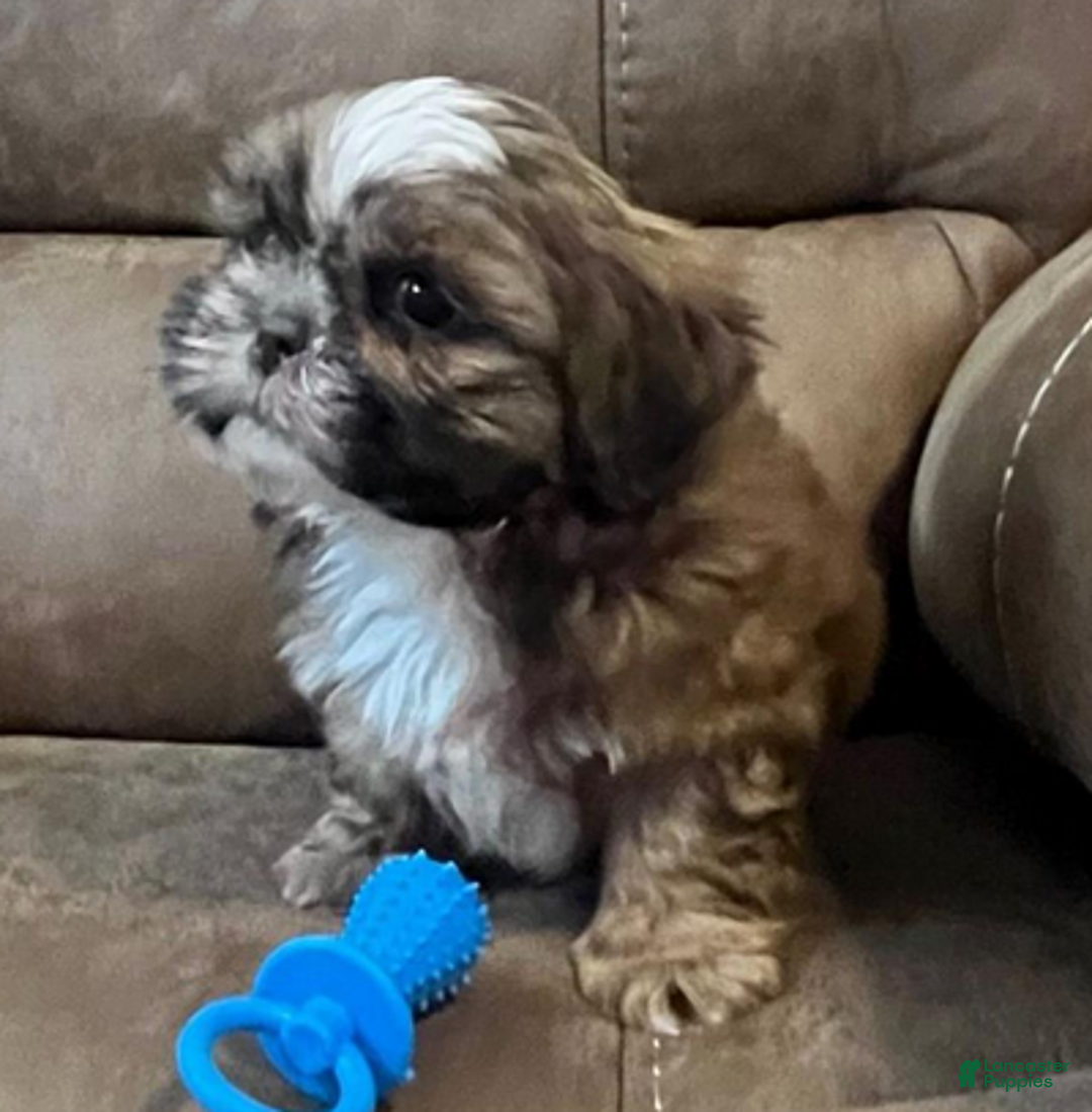 Shih Tzu dogs for sale: AKC Walker - Ad 6