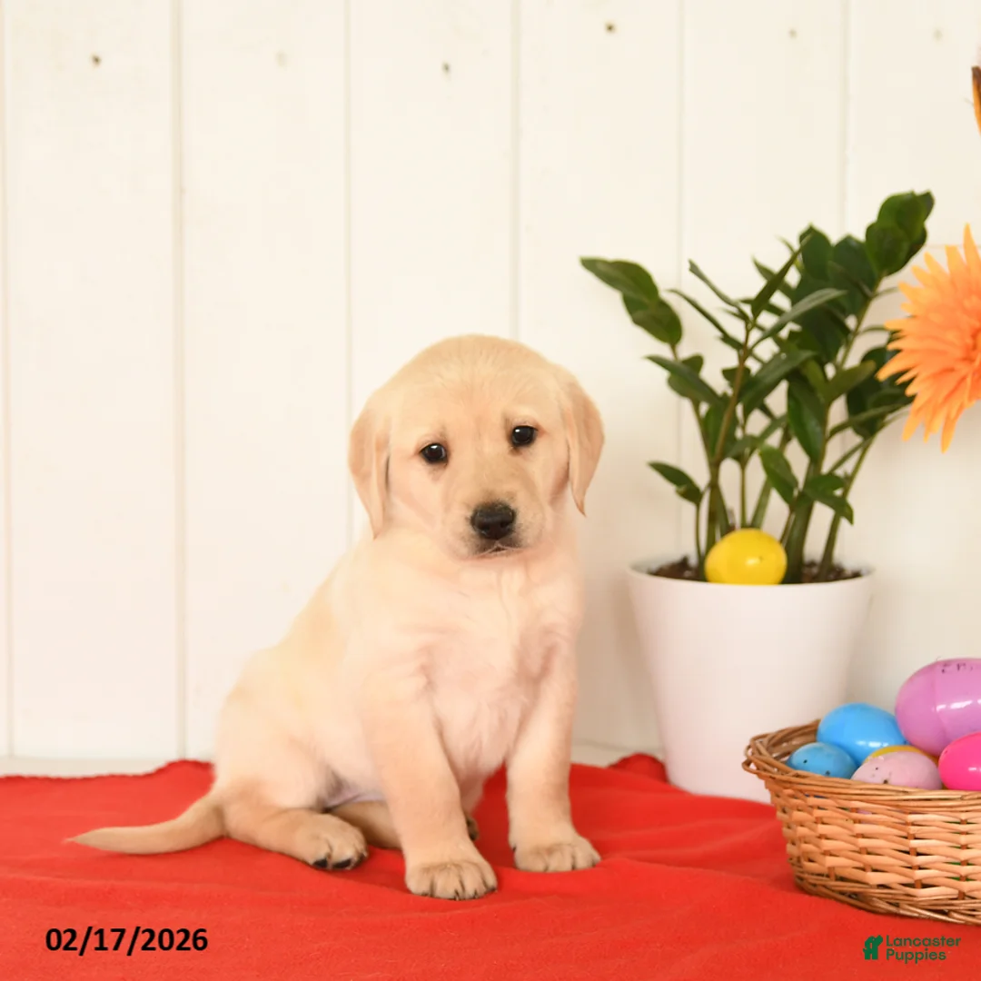 Goldador dogs for sale: Kassie - Ad 6