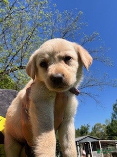 Labrador Retriever dogs Purple Collar Female - Ad 32