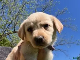 Labrador Retriever dogs Purple Collar Female - Ad 20