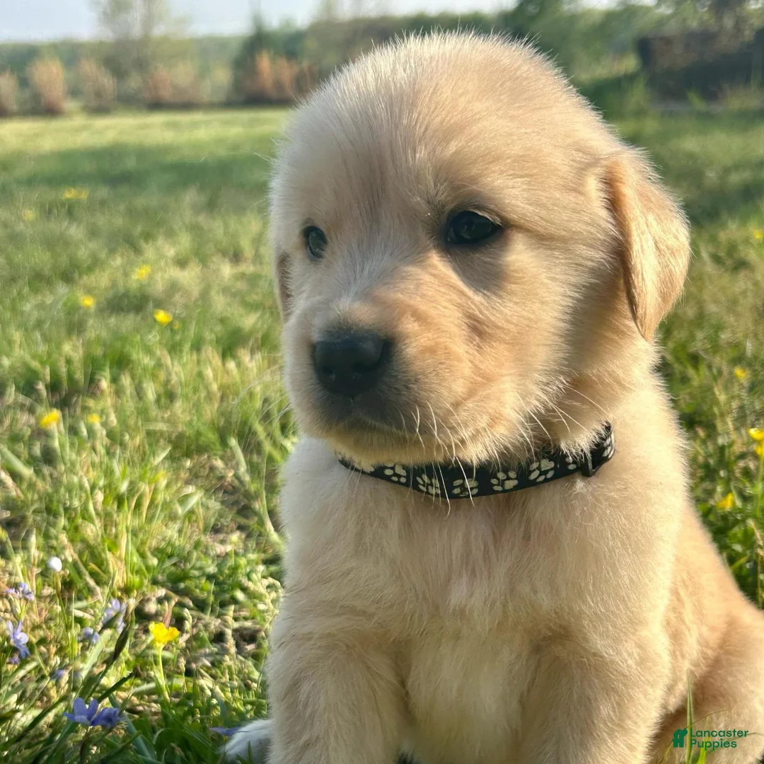Golden Retriever dogs for sale: Stormy  - Ad 1
