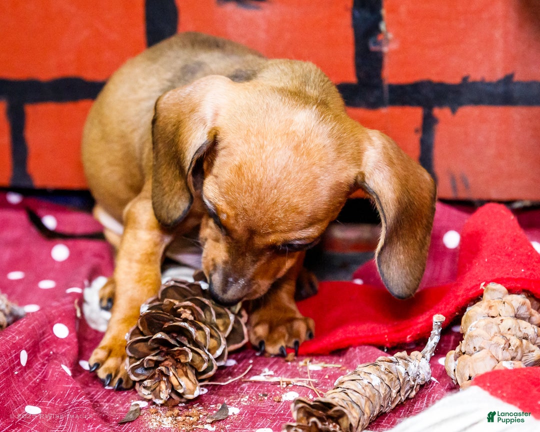 Miniature Dachshund dogs for sale: Xander - Ad 2