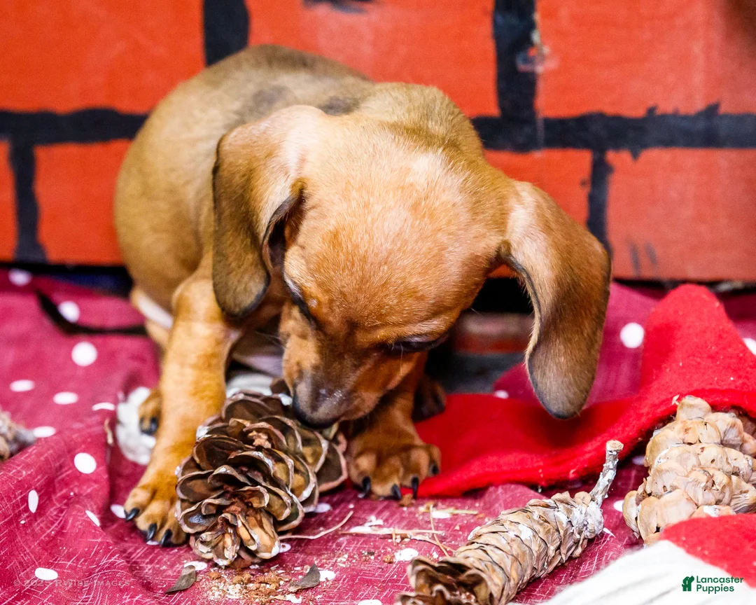 Miniature Dachshund dogs for sale: Xander - Ad 6