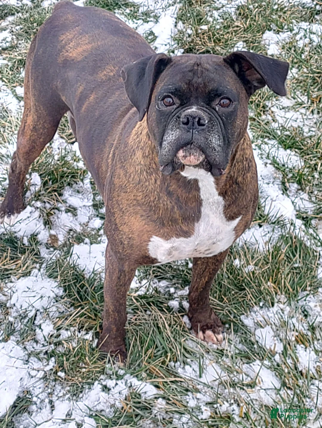 Boxer dogs for sale: Boxer Puppy 1 - Ad 3