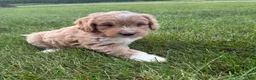 Mini Goldendoodle dogs for sale: Angel Mini Goldendoodle  - Ad 3