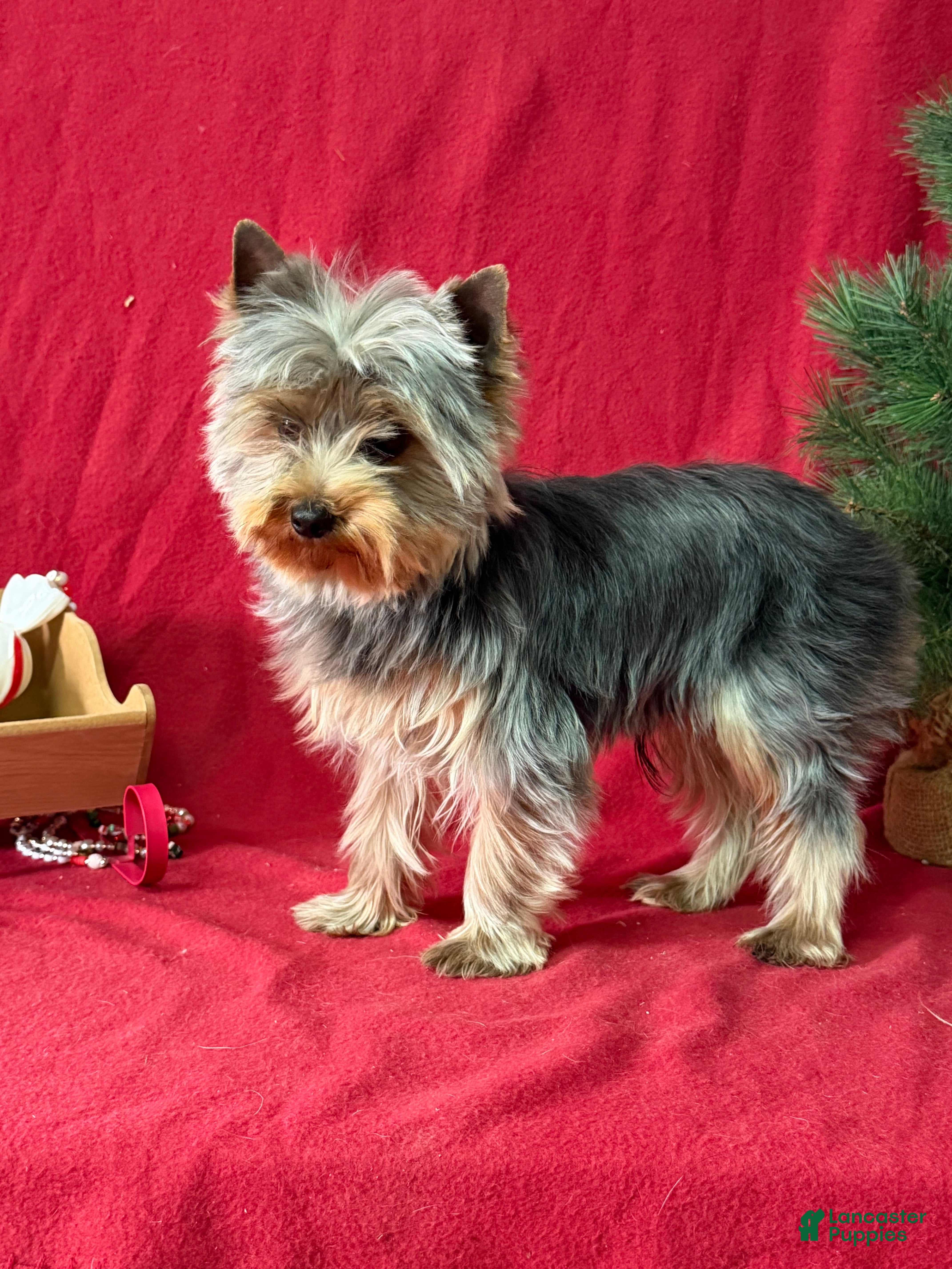 Yorkshire Terrier dogs Leo - Ad 42