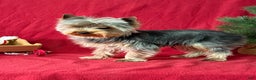Yorkshire Terrier dogs for sale: Leo - Ad 1