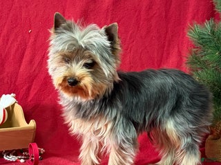Yorkshire Terrier dogs Leo - Ad 40