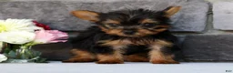 Morkie dogs for sale: Ollie - Ad 7