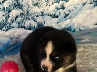 Siberian Husky dogs - Ad 37