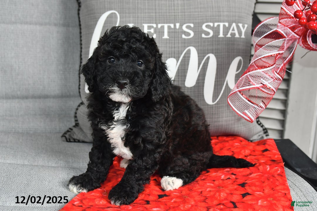 Toy Poodle dogs for sale: Holly - Ad 3