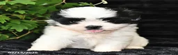 Shih Tzu dogs for sale: Ditsy - Ad 3