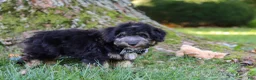 Mini Aussiedoodle dogs for sale: Austin - Ad 7