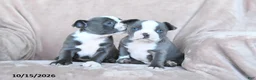 Boston Terrier dogs for sale: Elmo - Ad 5