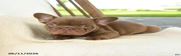 French Bulldog dogs for sale: Reese - Ad 3