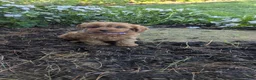 Cavapoo dogs for sale: Willow  - Ad 4