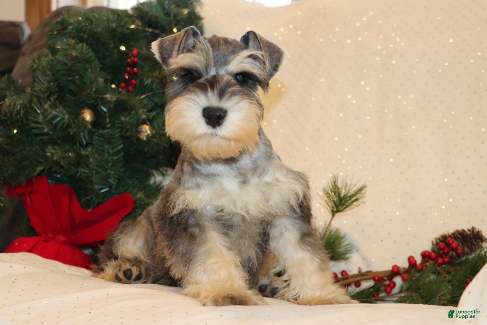Miniature Schnauzer dogs Milt - Ad 41