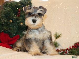 Miniature Schnauzer dogs Milt - Ad 8