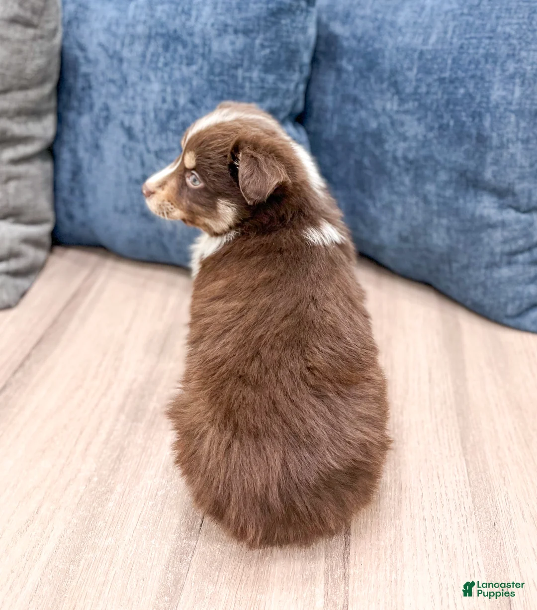 Miniature Australian Shepherd dogs for sale: Tommy - Ad 5
