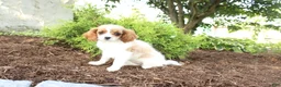Cavapoo dogs for sale: April - Ad 4