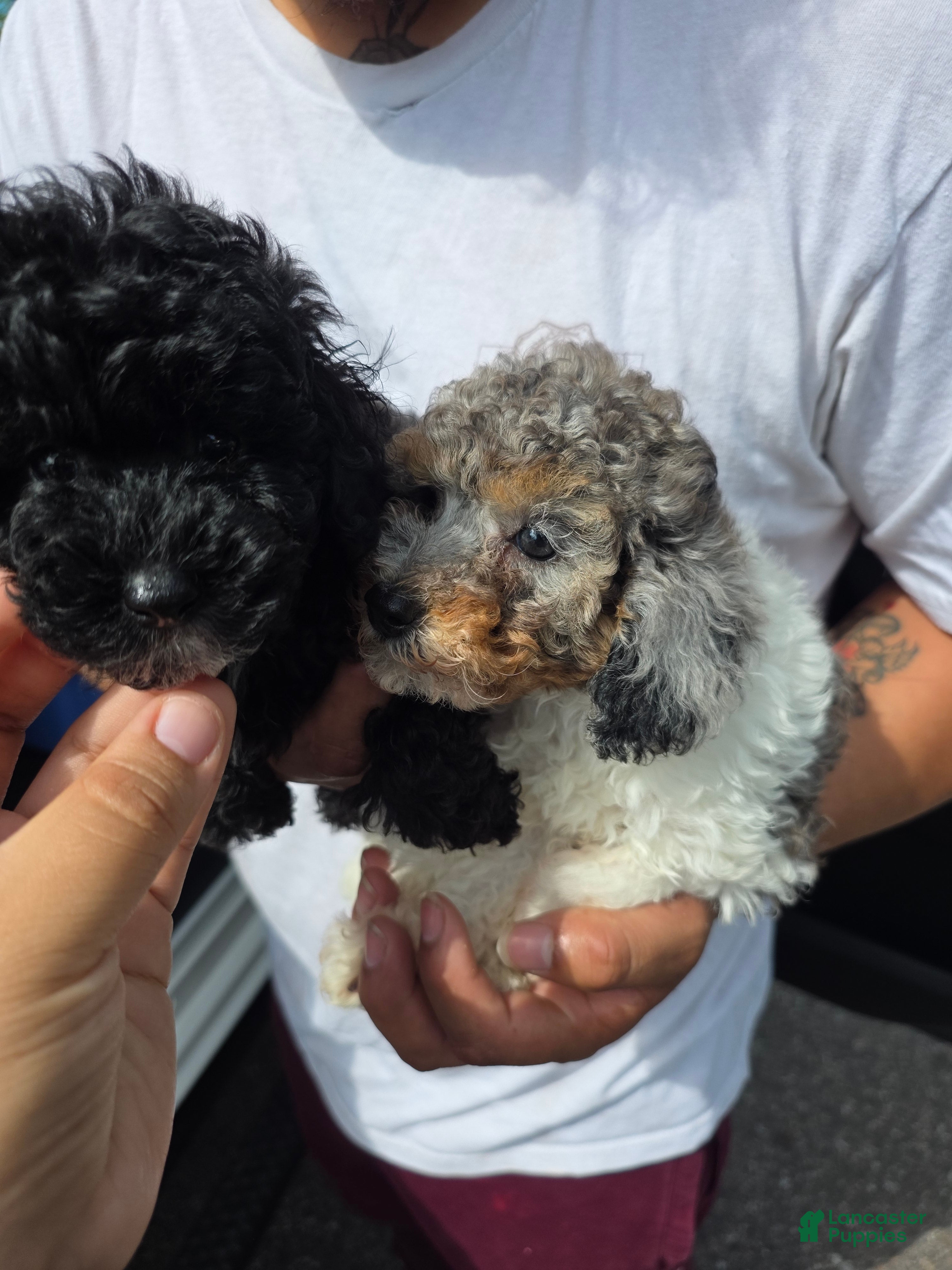 Toy Poodle dogs Toy Poodle bruno - Ad 2