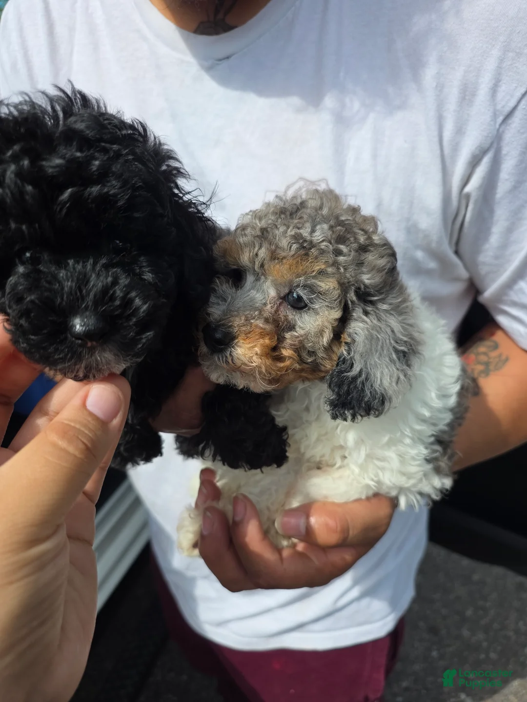Toy Poodle dogs for sale: Toy Poodle bruno - Ad 2
