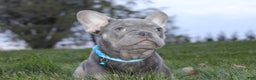 French Bulldog dogs for sale: AKC Jack - Ad 7