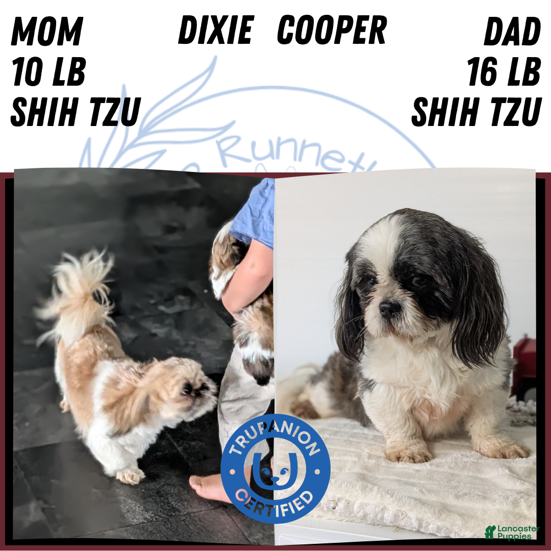 Shih Tzu dogs Tripp  - Ad 16