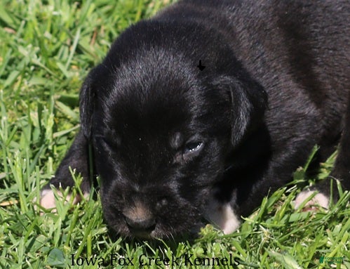 Great Dane dogs Mitzi - Ad 17