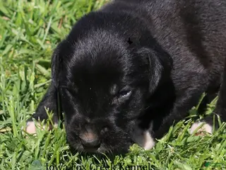 Great Dane dogs Mitzi - Ad 17