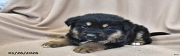 Mixed Breed dogs for sale: Ollie - Ad 4