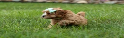 Cavapoo dogs for sale: Violet 💗 - Ad 15