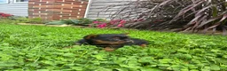 Yorkshire Terrier dogs for sale: Autumn - Ad 3