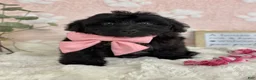 Mini Bernedoodle dogs for sale: Little Bambi - Ad 3
