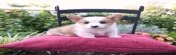 Welsh Corgi Pembroke dogs for sale: Kyle - Ad 3
