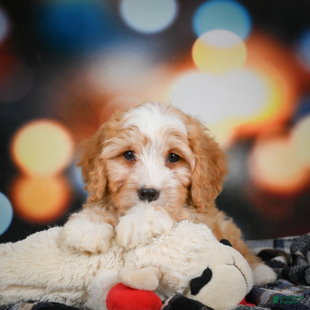 Mini Bernedoodle dogs for sale: Madi - Ad 11