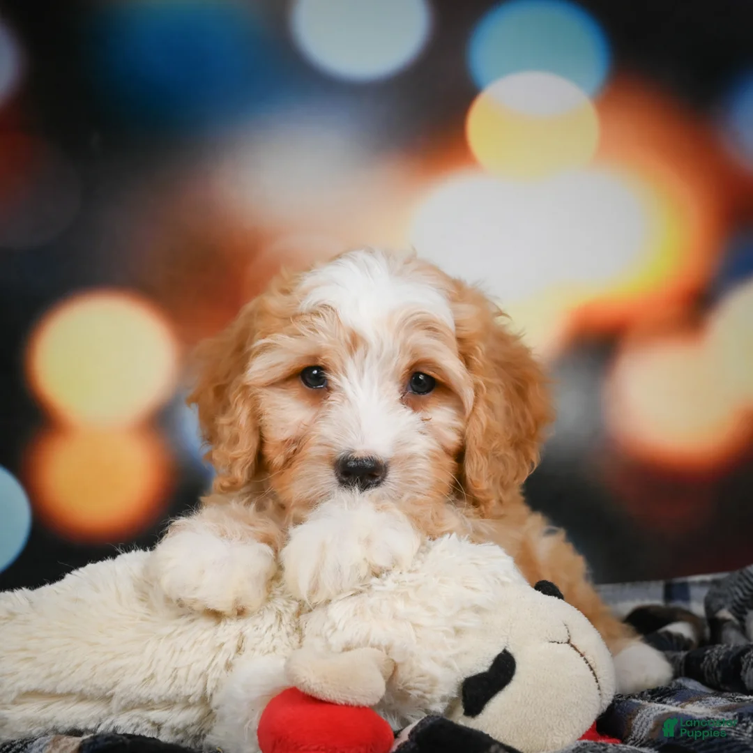 Mini Bernedoodle dogs for sale: Madi - Ad 11