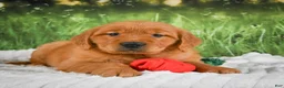 Golden Retriever dogs for sale: Sugar - Ad 5