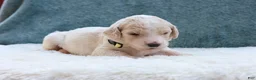 Goldendoodle dogs for sale: Lady - Ad 3