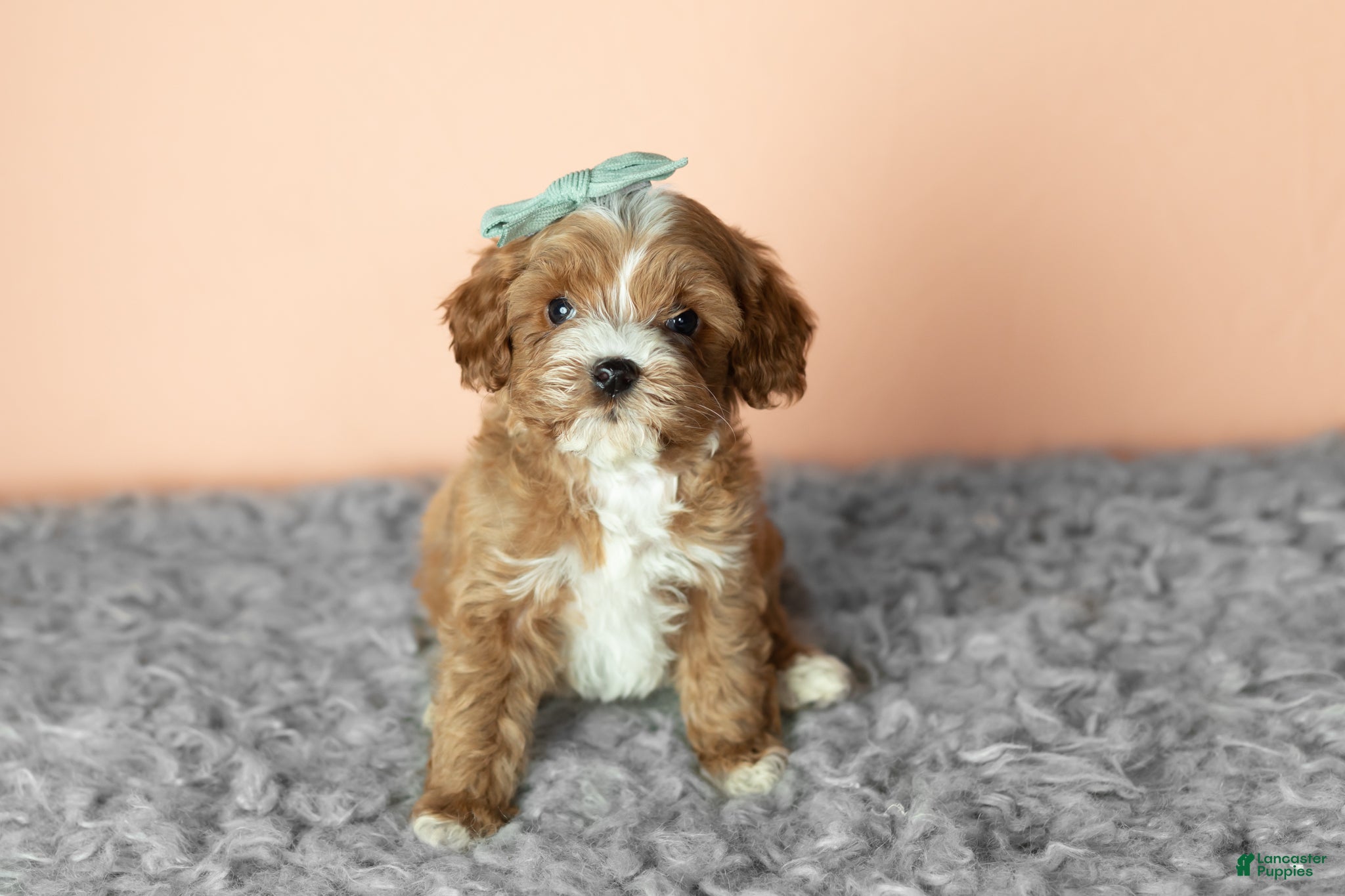Cavapoo dogs Sadie - Ad 10