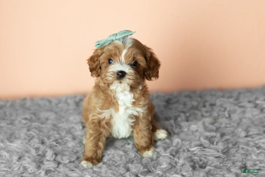 Cavapoo dogs for sale: Sadie - Ad 1