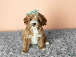 Cavapoo dogs Sadie - Ad 10
