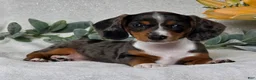 Miniature Dachshund dogs for sale: Pixie - Ad 7