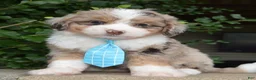 Mini Aussiedoodle dogs for sale: Mini Asher - Ad 3