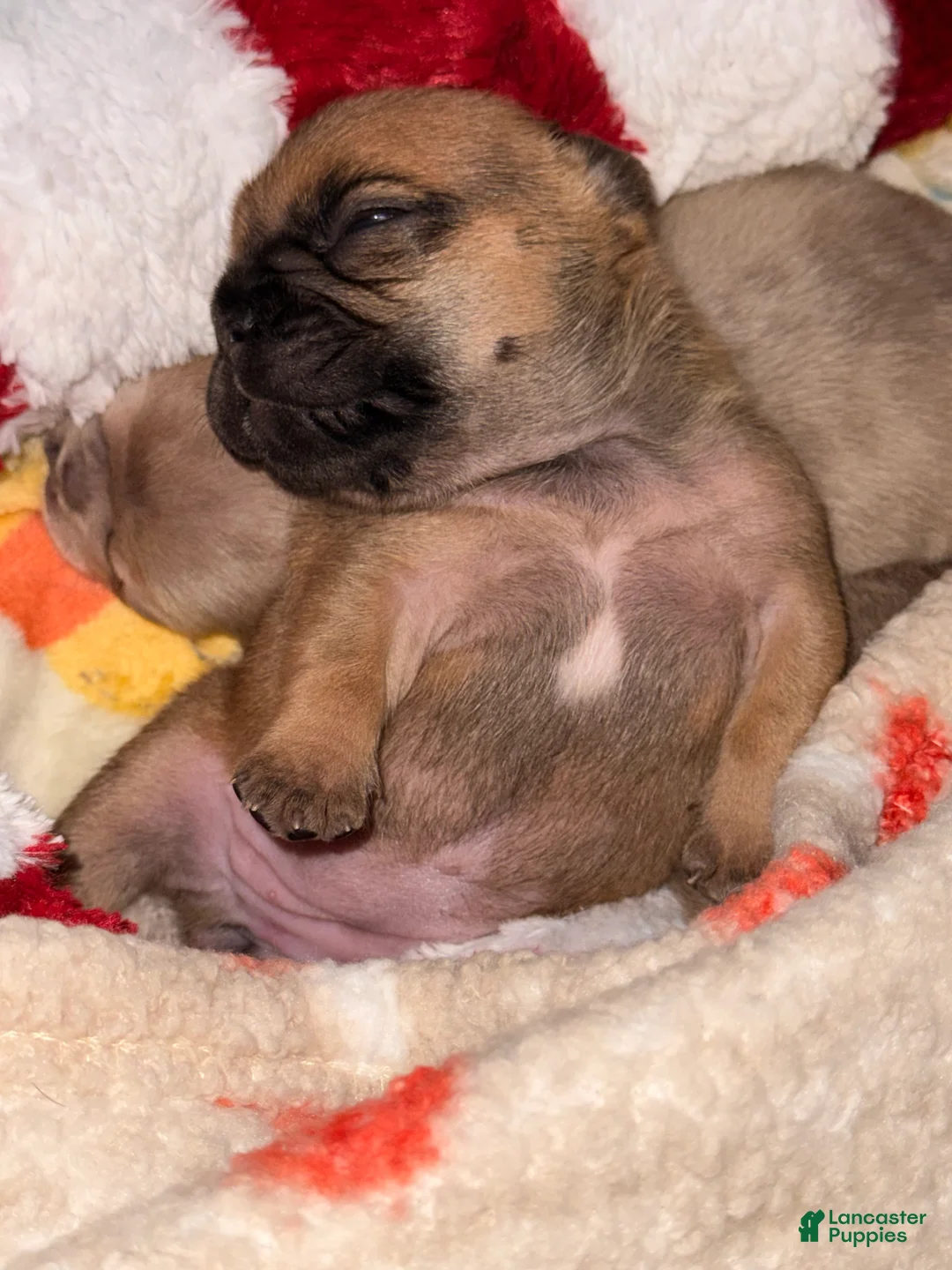 French Bulldog dogs for sale: French Bulldog Puppy 3 - Ad 12