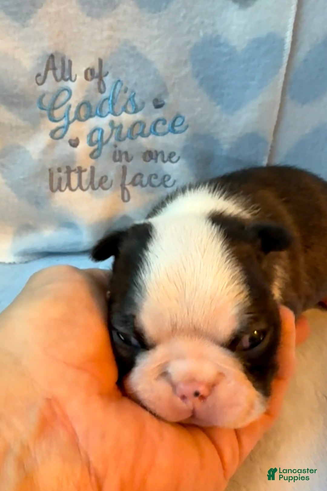Boston Terrier dogs for sale: Boston Terrier Puppy 2 - Ad 3