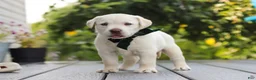 Labrador Retriever dogs for sale: Julep - Ad 5
